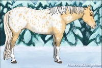 Horse Color:Silver Buckskin Dun Tobiano Appaloosa