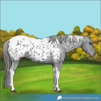 Horse Color:Black Tobiano Appaloosa