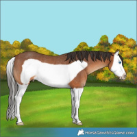 Horse Color:Bay Splash Frame Rabicano
