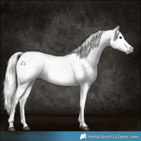 Horse Color:Gray Black 