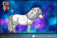 Horse Color:White Spotted Brown Chinchilla Appaloosa 