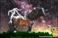 Horse Color:White Spotted Bay Appaloosa 