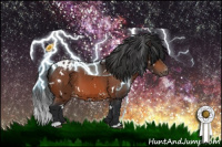 Horse Color:White Spotted Bay Appaloosa 