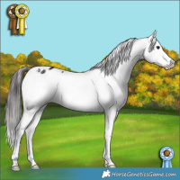 Horse Color:Brown Mushroom Appaloosa