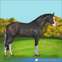 Horse Color:Unknown 