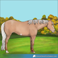 Horse Color:Silver Amber Champagne Frame 