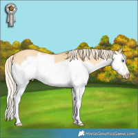 Horse Color:Gold Cream Champagne Dun Splash Frame 