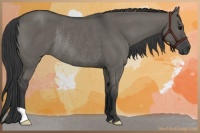 Horse Color:Grullo Rabicano