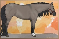 Horse Color:Grullo 