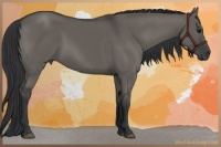 Horse Color:Grullo 