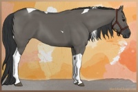 Horse Color:Grullo Tobiano 