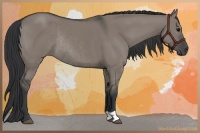 Horse Color:Grullo Rabicano 