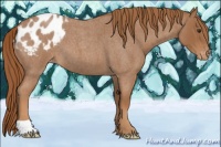 Horse Color:Red Roan Appaloosa 