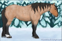 Horse Color:Bay Roan 