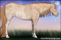 Horse Color:Gold Champagne 