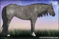 Horse Color:Grullo 