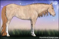 Horse Color:Gold Champagne 