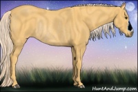 Horse Color:Palomino Rabicano