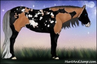 Horse Color:Bay Splash Tobiano
