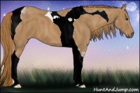 Horse Color:Chestnut Tobiano 