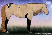 Horse Color:Red Dun Tobiano