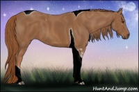Horse Color:Chestnut Tobiano