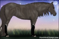 Horse Color:Smoky Black