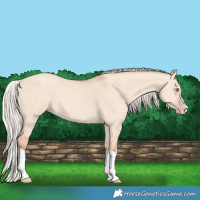 Horse Color:Silver Classic Champagne Dun Splash Frame 