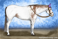 Horse Color:White Spotted Bay Appaloosa 