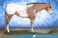 Horse Color:White Spotted Bay Appaloosa 