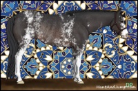 Horse Color:White Spotted Brown Rabicano 