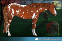 Horse Color:White Spotted Chestnut 