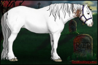 Horse Color:White Spotted Bay Appaloosa 