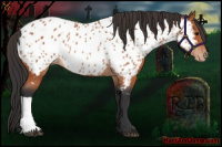 Horse Color:Bay Appaloosa Rabicano 