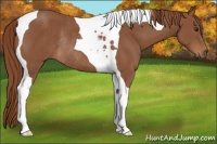 Horse Color:Chestnut Tobiano Rabicano 