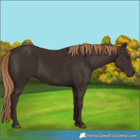 Horse Color:Liver Chestnut