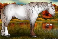 Horse Color:Gray Chestnut 