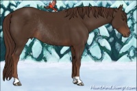 Horse Color:Liver Chestnut Rabicano 