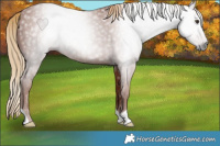 Horse Color:Gray Chestnut 