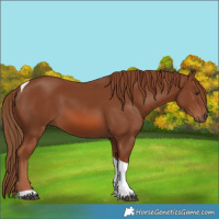 Horse Color:Chestnut Tobiano Rabicano 