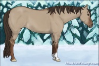 Horse Color:Liver Red Dun 