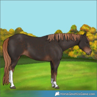 Horse Color:Liver Chestnut Tobiano Rabicano