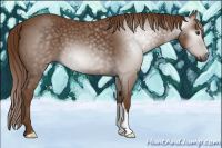 Horse Color:Gray Chestnut 