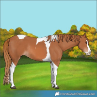 Horse Color:Chestnut Splash Tobiano Rabicano