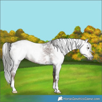 Horse Color:Gray White Spotted Liver Chestnut 