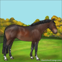 Horse Color:Bay Sabino 