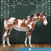 Horse Color:White Spotted Chocolate Bay 