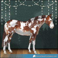 Horse Color:White Spotted Chocolate Bay 