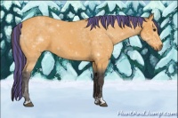 Horse Color:Painted Buckskin 