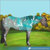 Horse Color:White Spotted Grullo 